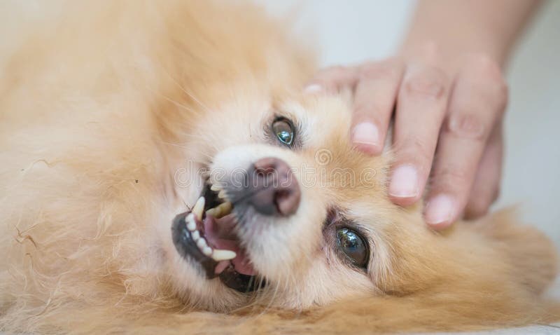 Closeup pomeranian dog lying with woman hand pat on head stock images Closeup pomeranian dog lying with woman hand pat on head stock images