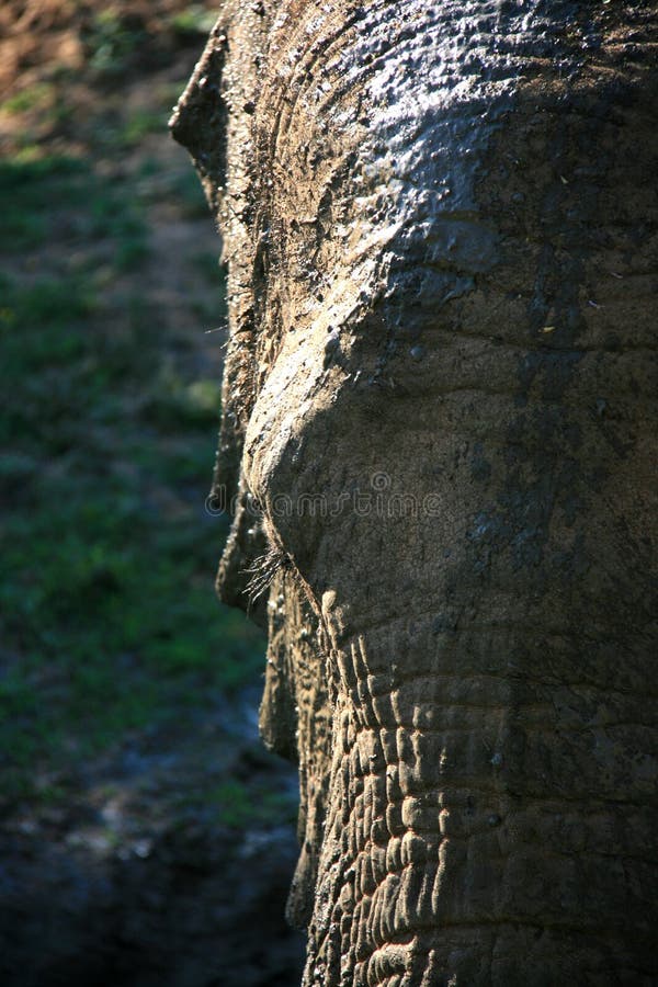 Closeup portrait of African elephant with partial face in contrast lighting royalty free stock photos Closeup portrait of African elephant with partial face in contrast lighting royalty free stock photos