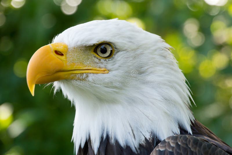 Closeup portrait of American Bald Eagle