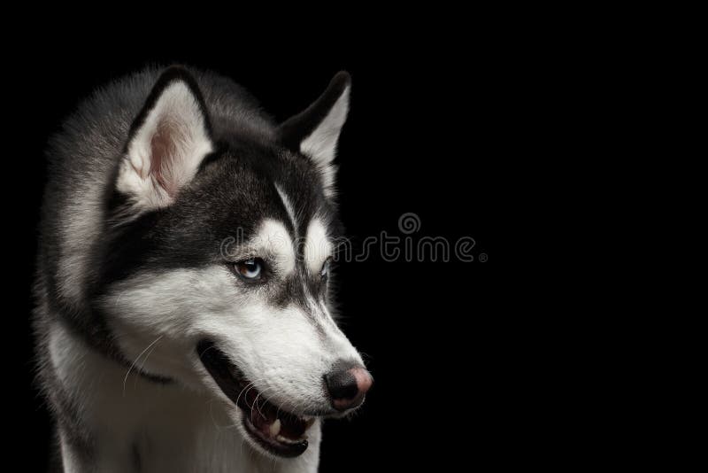 Siberian Husky Dog on Isolated Black Background