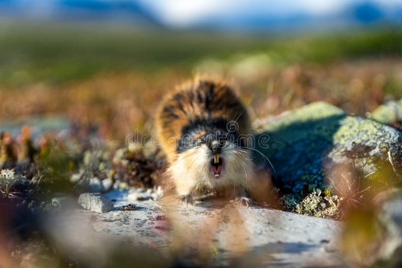 1,595 Lemming Images, Stock Photos, 3D objects, & Vectors