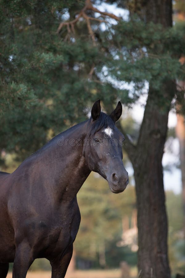 Beautiful black draft mare horse with white spot on forehead in field in summer