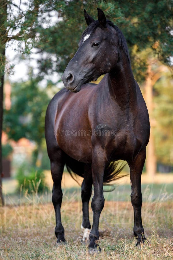 Beautiful black draft mare horse with white spot on forehead in field in summer