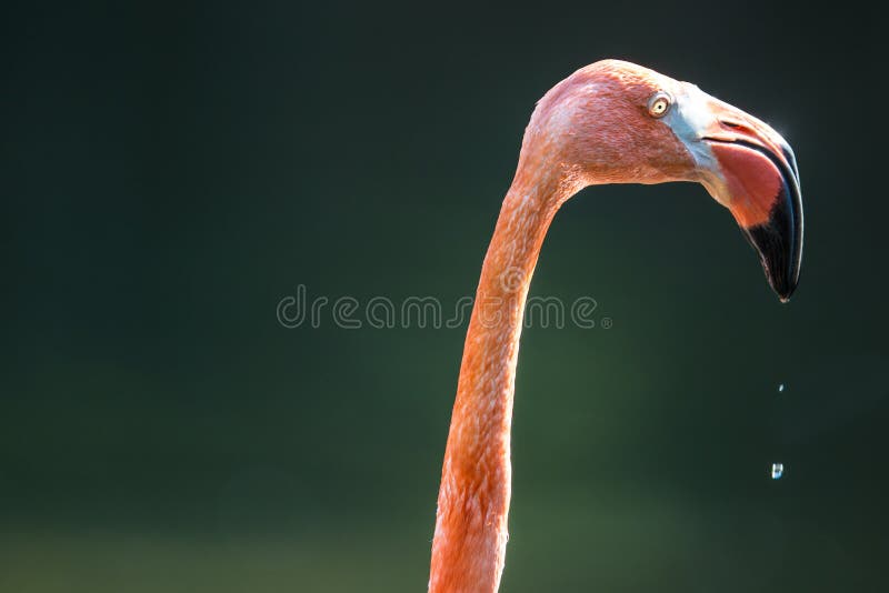 Closeup portrait of pink flamingo