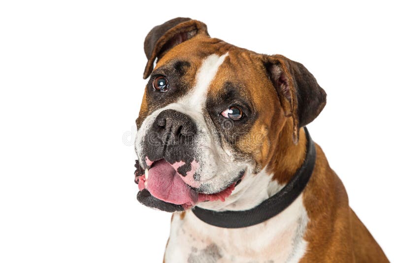 Closeup Portrait Boxer Mix Dog Stock Image - Image of background ...