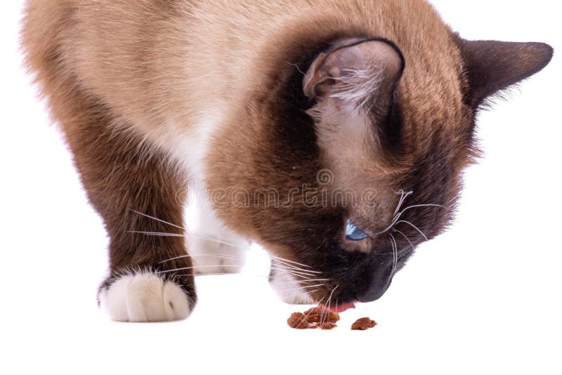 Closeup Portrait brown snowshoe Siamese cat eating food, isolated on white
