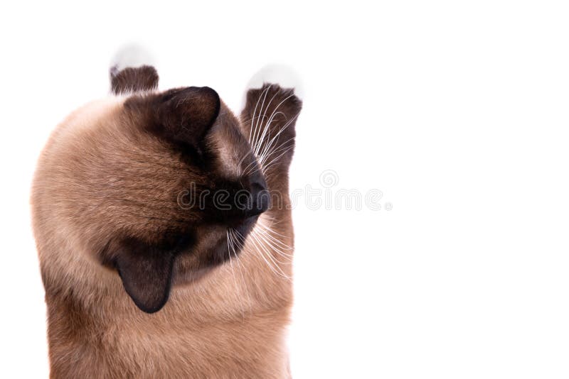 Closeup portrait brown snowshoe Siamese cat lies on a floor, view from above. Isolated on white