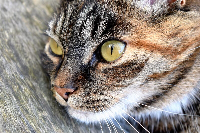 Free Public Domain CC0 Image: Closeup Portrait Of Cat Picture. Image ...