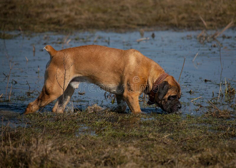 Closeup portrait of a dog of rare breed South African Boerboel on the background of autumn lake.