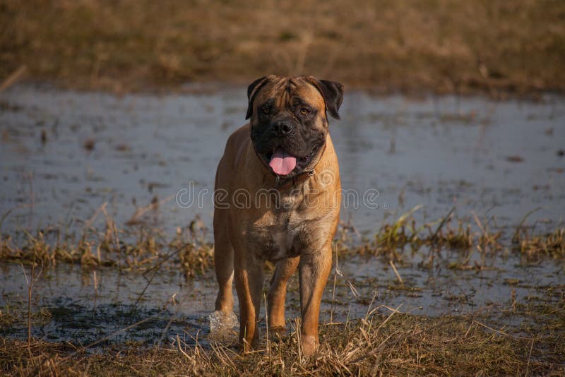 Closeup portrait of a dog of rare breed South African Boerboel on the background of autumn lake.