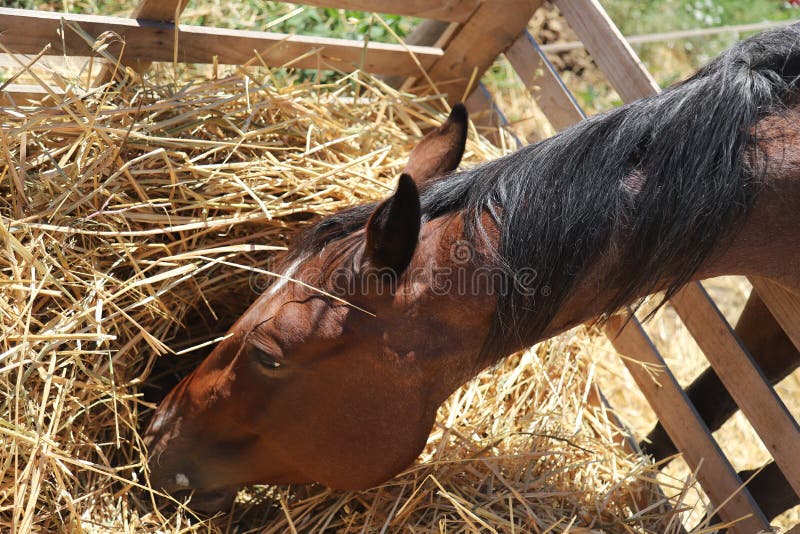 Closeup portrait of domestic horse while eating hay from feeder in horse paddock summer time rural scene