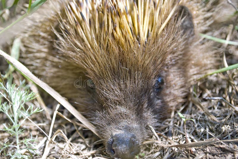 Closeup portrait of an european hedgehog