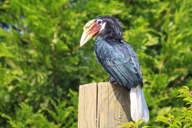 Closeup portrait of a female Blyth`s hornbill Rhyticeros plicat. Us, or Papuan hornbill in a green rain forest. This bird is native to the Moluccas, New Guinea royalty free stock image Closeup portrait of a female Blyth`s hornbill Rhyticeros plicat. Us, or Papuan hornbill in a green rain forest. This bird is native to the Moluccas, New Guinea royalty free stock image