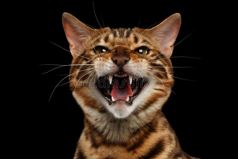 Hissing Cat Images – Browse 42 Stock Photos, Vectors, and Video