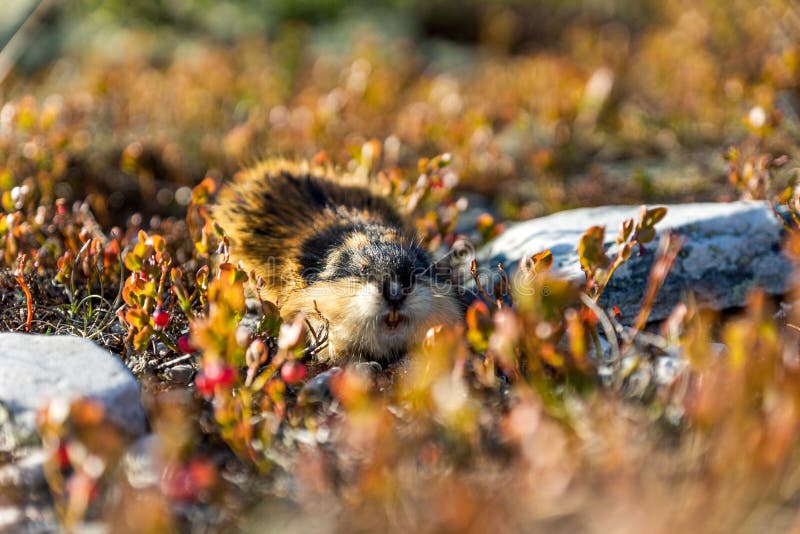 Lemming winter hi-res stock photography and images - Alamy