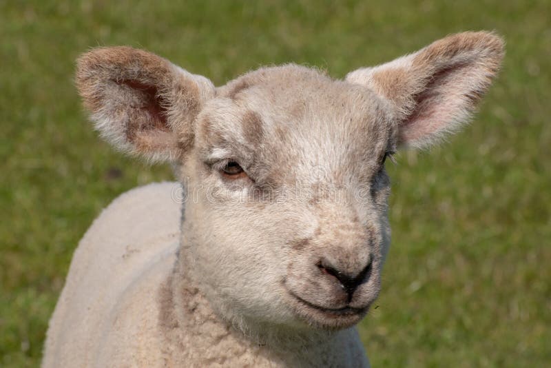 Closeup Portrait of a Little Cute Lamb with a Smiley Face in a Grazing Land Stock Photo - Image of animal, green: 193941632 Closeup Portrait of a Little Cute Lamb with a Smiley Face in a Grazing Land Stock Photo - Image of animal, green: 193941632