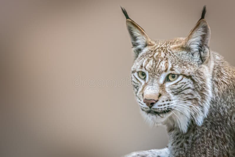 262 Lynx Laying Photos Free Royalty Free Stock Photos From Dreamstime