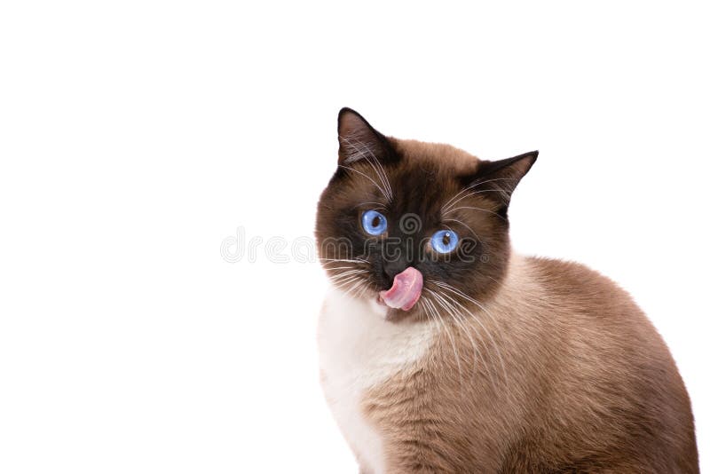 Closeup portrait playing brown snowshoe Siamese cat lies on a floor. Isolated on white