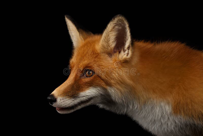 Profile picture fox Free Profile