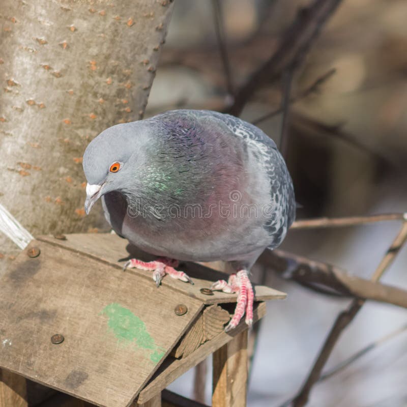 Closeup Portrait of Rock Dove, Columba Livia, at Birdfeeder in Forest ...