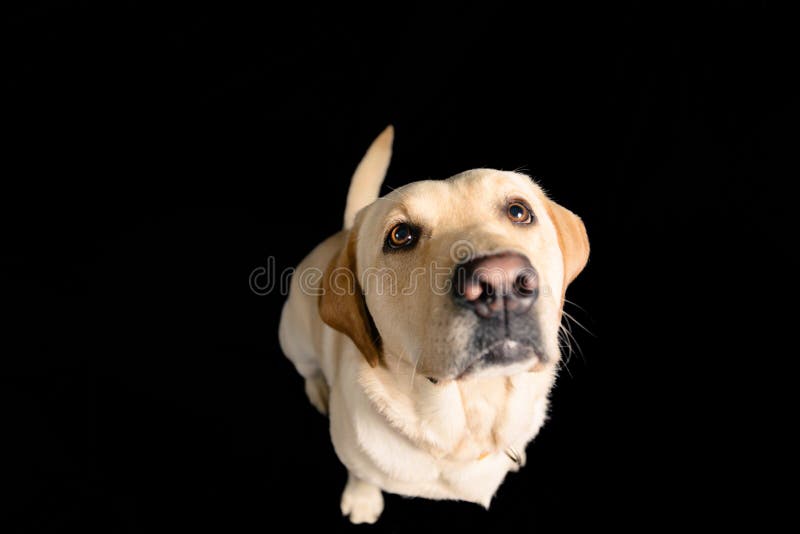 Closeup Portrait in studio of blond labrador on black background royalty free stock photography Closeup Portrait in studio of blond labrador on black background royalty free stock photography