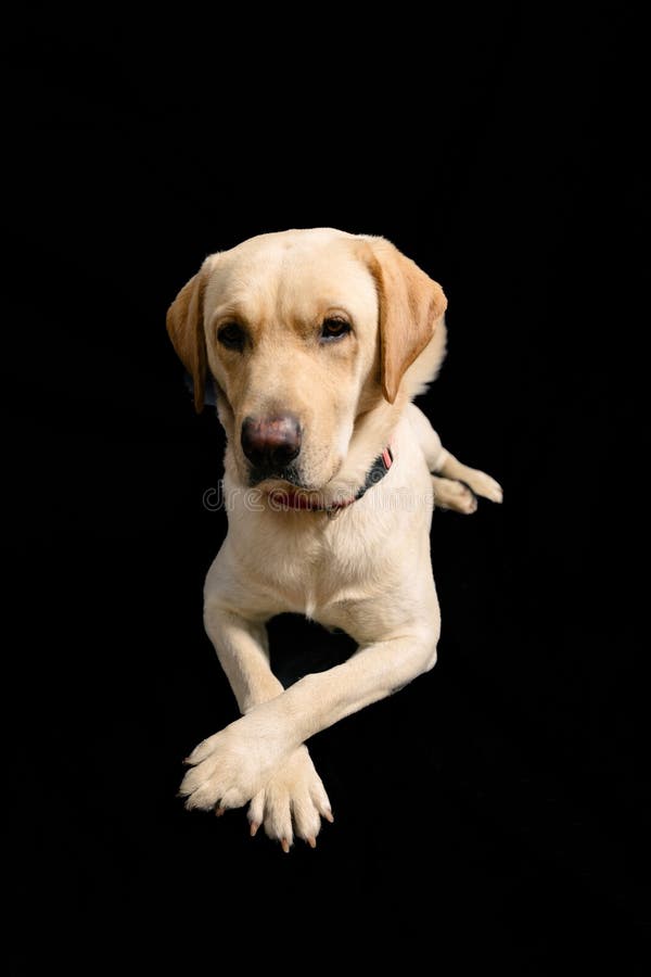 Closeup Portrait in studio of blond labrador on black background stock photos Closeup Portrait in studio of blond labrador on black background stock photos