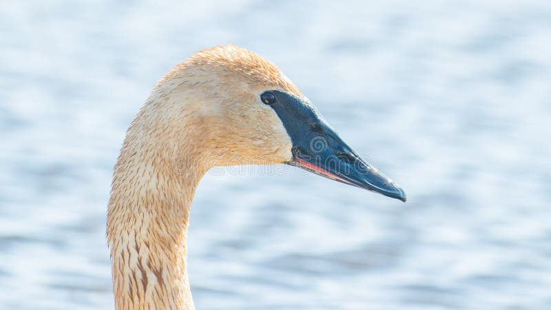 Closeup portrait of trumpeter swan head with detail of beautiful plumage, eye, and beak - in early Spring during migration - taken stock photo Closeup portrait of trumpeter swan head with detail of beautiful plumage, eye, and beak - in early Spring during migration - taken stock photo