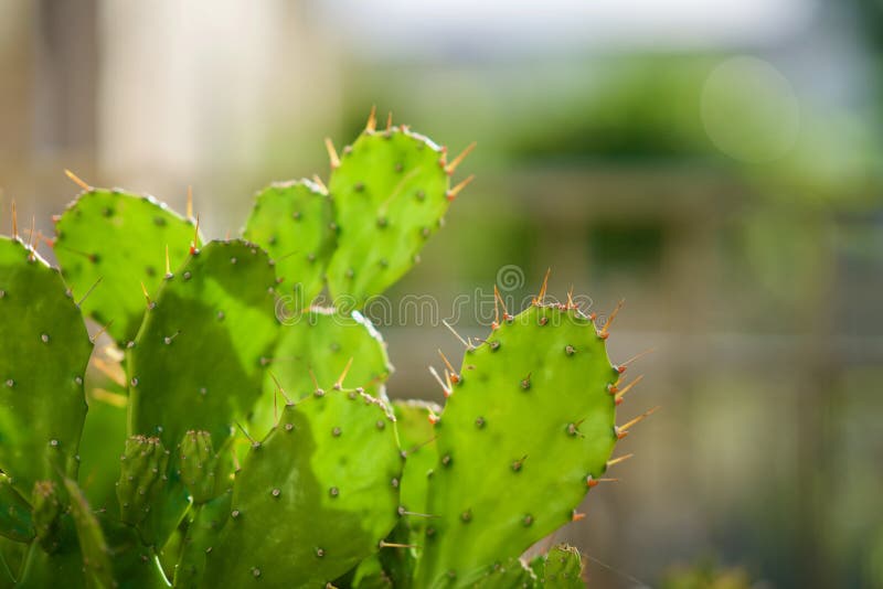 Closeup of potted Eastern Prickly Pear under the sunlight with a blurry background