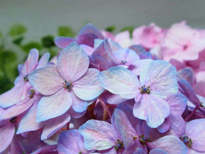 Closeup Bright Pretty Pink Blue Hydrangea Flowers In Summer 2019 royalty free stock photo Closeup Bright Pretty Pink Blue Hydrangea Flowers In Summer 2019 royalty free stock photo