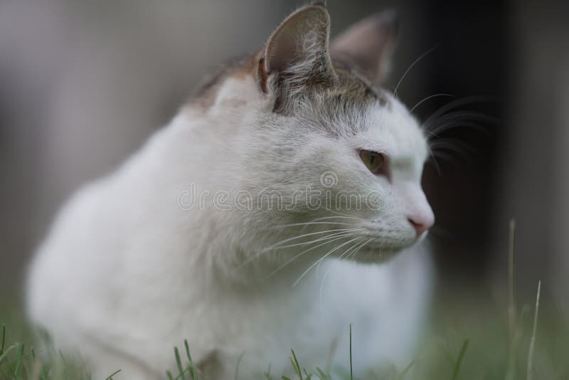 Closeup profile of an Aegean adorable cat royalty free stock photo