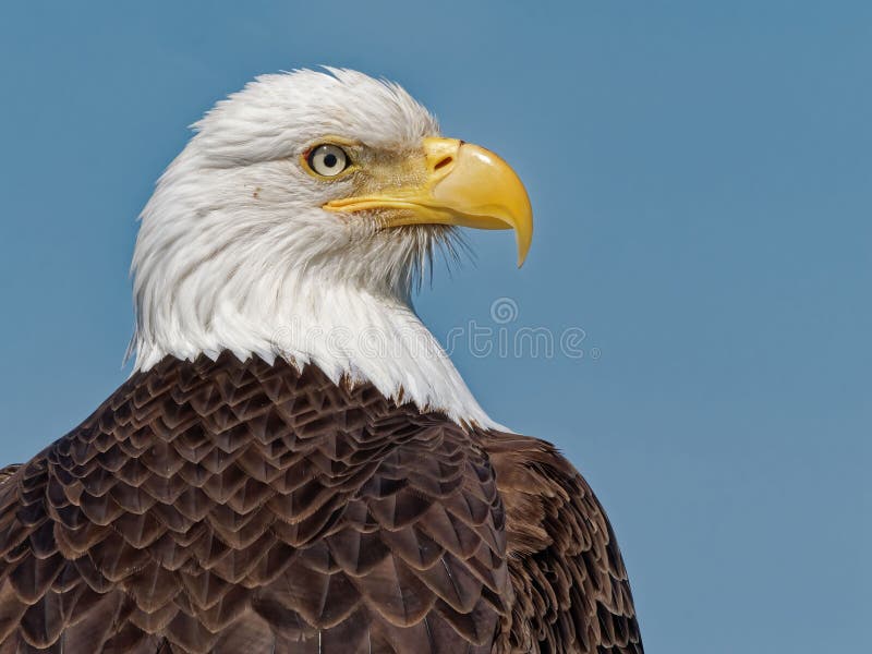 Closeup profile of a bald eagle. stock photography