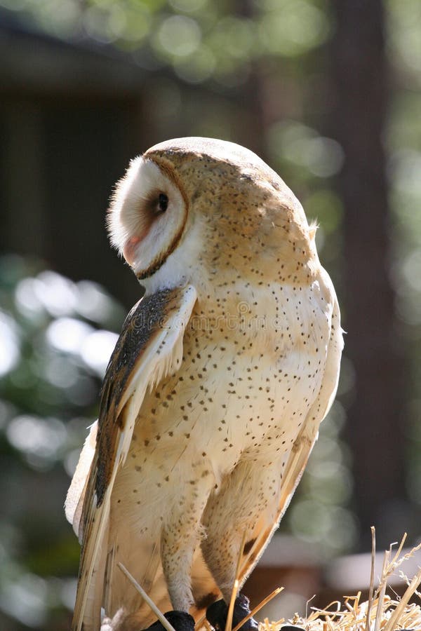 Closeup Profile of a Barn Owl Raptor stock photography