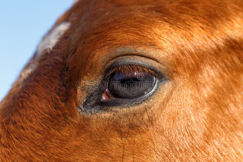 Closeup Profile of Eye Horse stock image