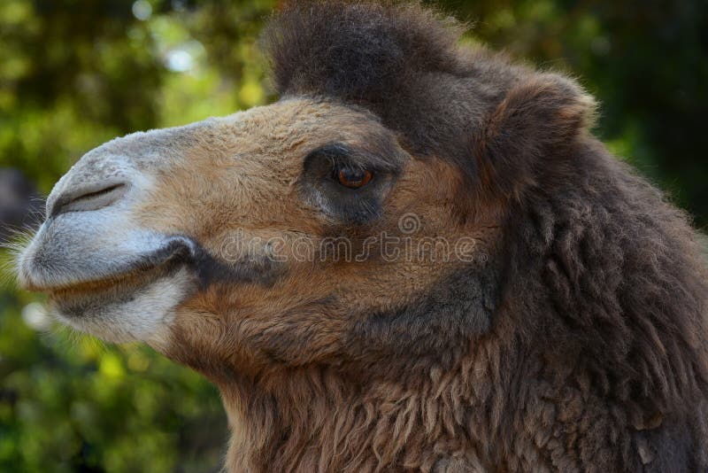 Closeup profile portrait of a Bactrian Camel, Camelus bactrianus stock image