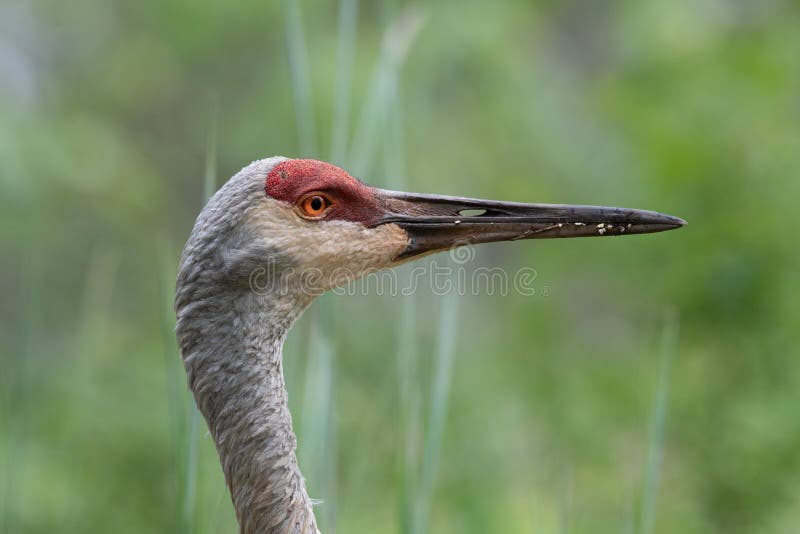 Closeup profile of a Sand Hill Crane in search of food stock photo