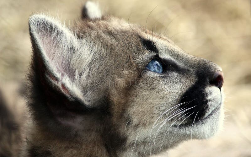 Closeup profile shot of a cougar. stock images