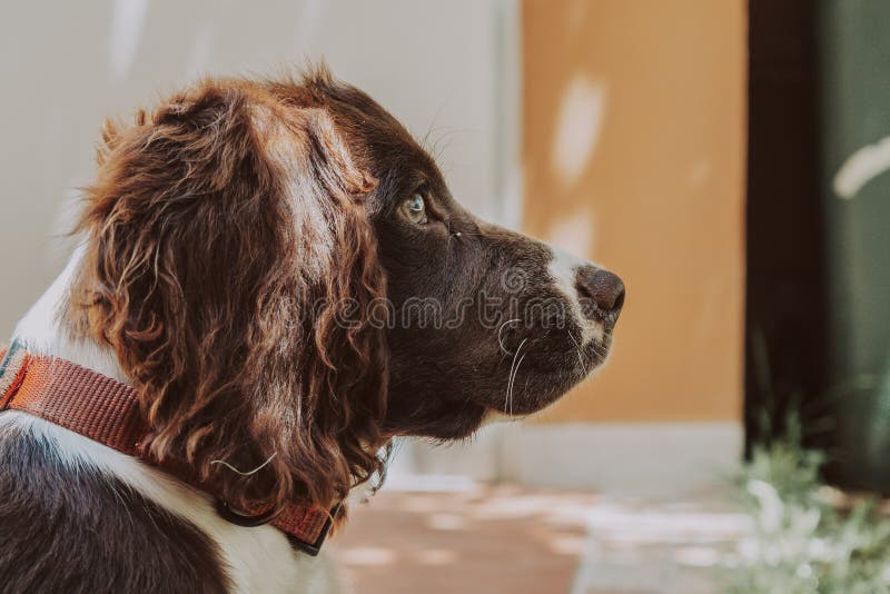 Closeup profile shot of a german spaniel dog royalty free stock photography