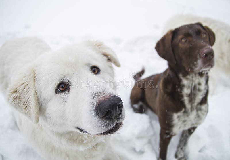 Closeup purebred dogs obediently sit on the snow royalty free stock images Closeup purebred dogs obediently sit on the snow royalty free stock images