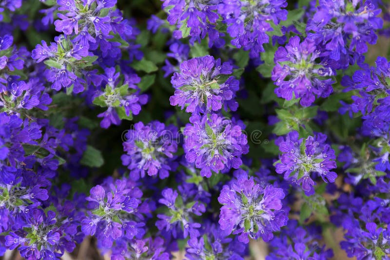 Closeup on Purple Ajuga Bronze Beauty Ground Cover Flower