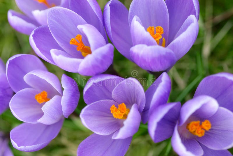 Closeup of purple crocuses