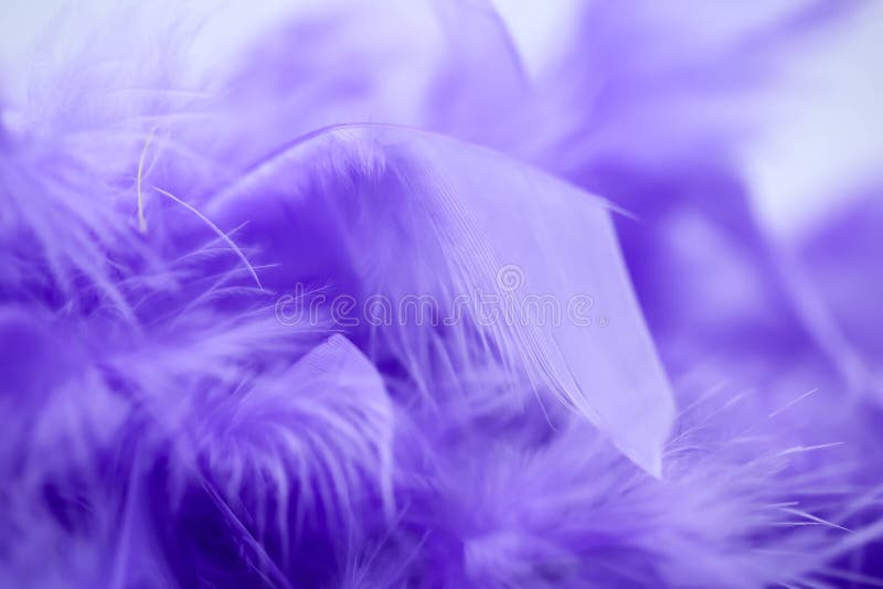 Closeup Purple Feather ,Multicolored Feathers ,background Texture