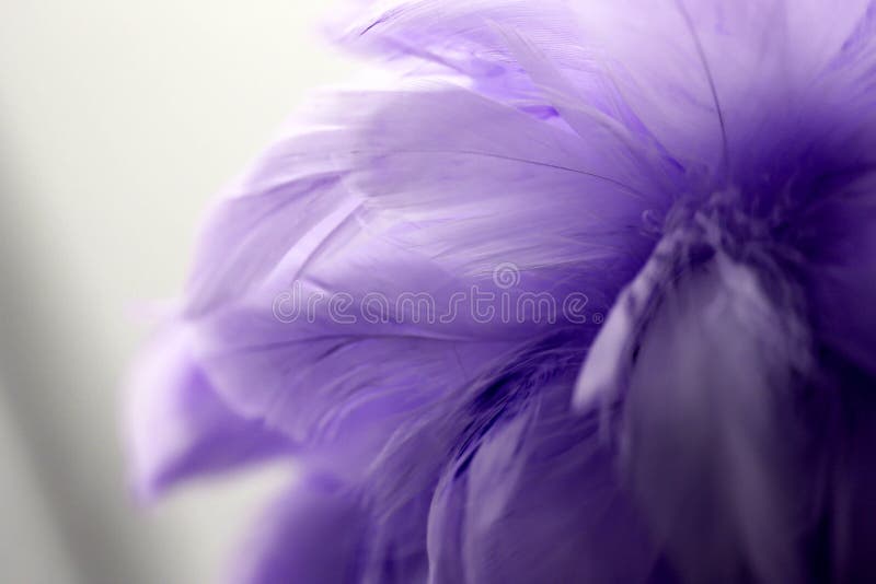 Closeup Purple Feather ,Multicolored Feathers ,background Texture, Abstract  Stock Photo, Picture and Royalty Free Image. Image 103591161.