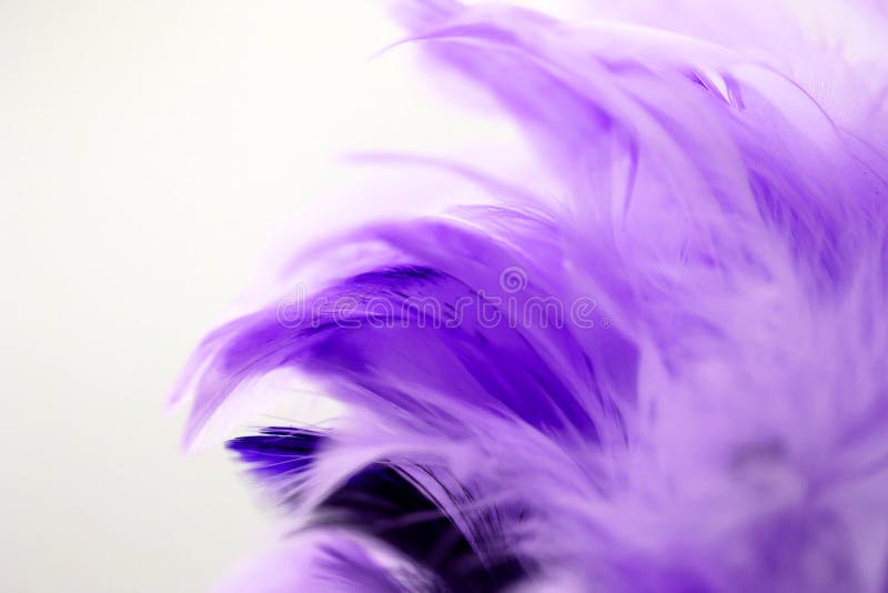 Closeup Purple Feather ,Multicolored Feathers ,background Texture