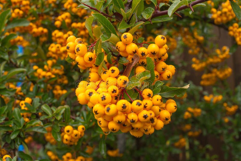 Ognik szkarłatny (Pyracantha coccinea) Teton c3 sadzonka cena 17zł