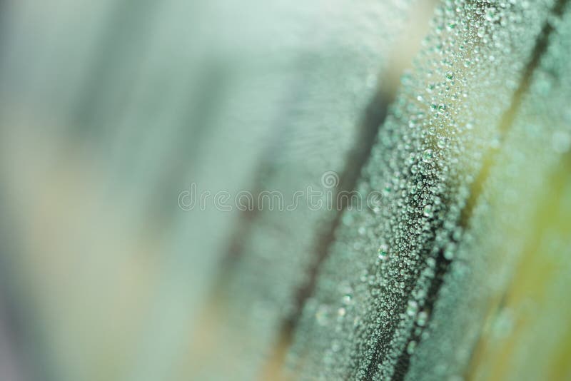 Hydrophobic Coating Glass Stock Photos Free & RoyaltyFree Stock