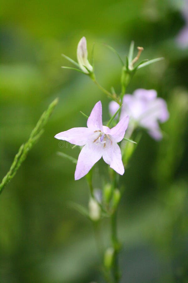 Rampion Bellflower Campanula Rapunculus Stock Image Image of isolated