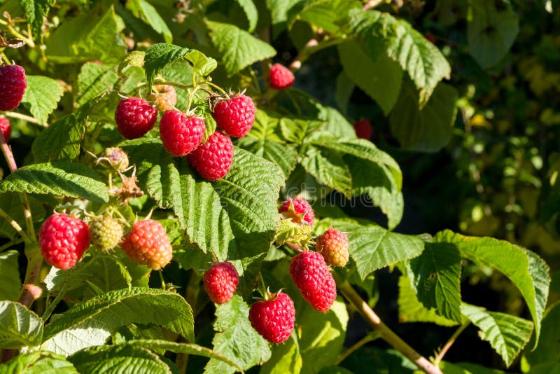 Raspberry bush stock image. Image of sweet, plants, harvesting - 20124143