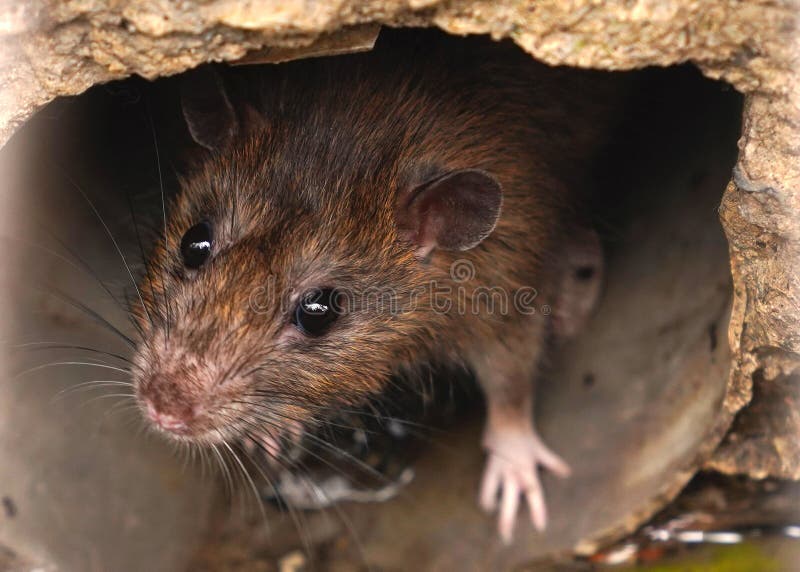 Rat Drain Photos Free Royalty Free Stock Photos From Dreamstime Rat Drain Photos Free Royalty Free Stock Photos From Dreamstime