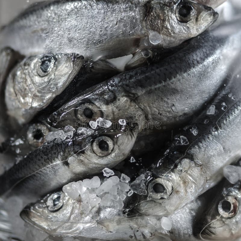 Raw Baltic Herring in a Glass Jar. the Process of Salting Fish Stock