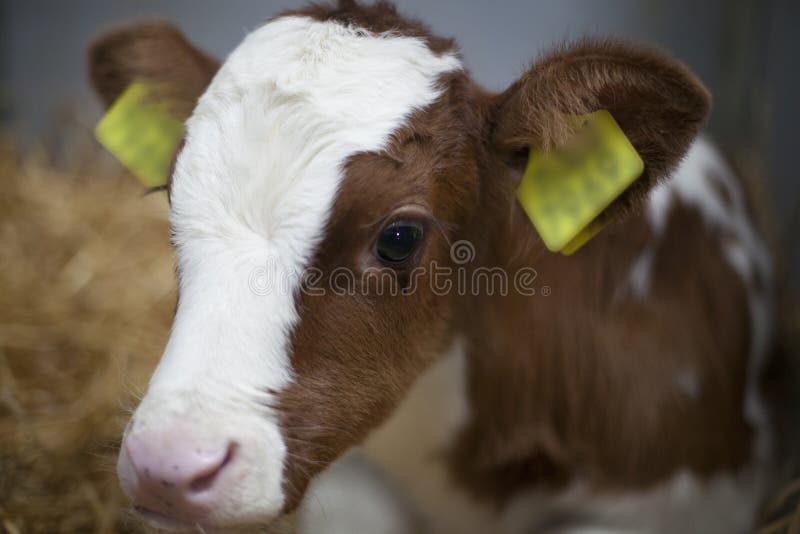 Closeup of red calf in straw of barn royalty free stock photos